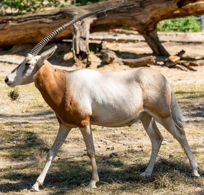Heinicke-saebelantilope-tierpatenschaft